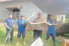 Polsek dan Damkar Brondong Lamongan Evakuasi Ular Sanca 2 Meter dari Rumah Warga 2 Polsek dan Damkar Brondong Lamongan Evakuasi Ular Sanca 2 Meter dari Rumah Warga