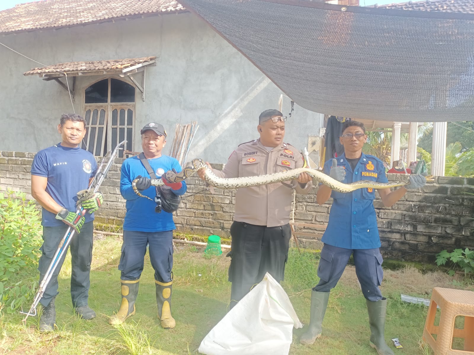 Polsek dan Damkar Brondong Lamongan Evakuasi Ular Sanca 2 Meter dari Rumah Warga