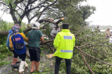 Angin Kencang Tumbangkan Pohon dan Rusak Atap Rumah Warga di Lamongan