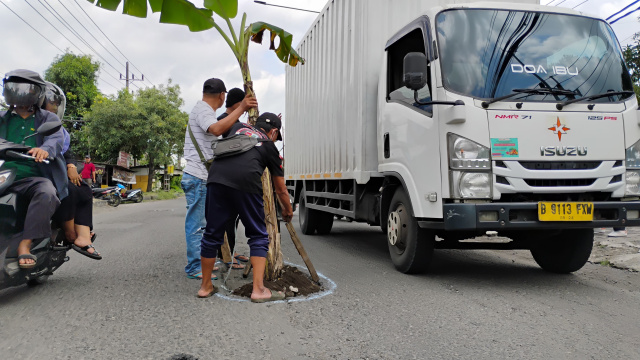 Warga Sadang Tanam Pohon Pisang di Jalan Berlubang Usai Kecelakaan Maut