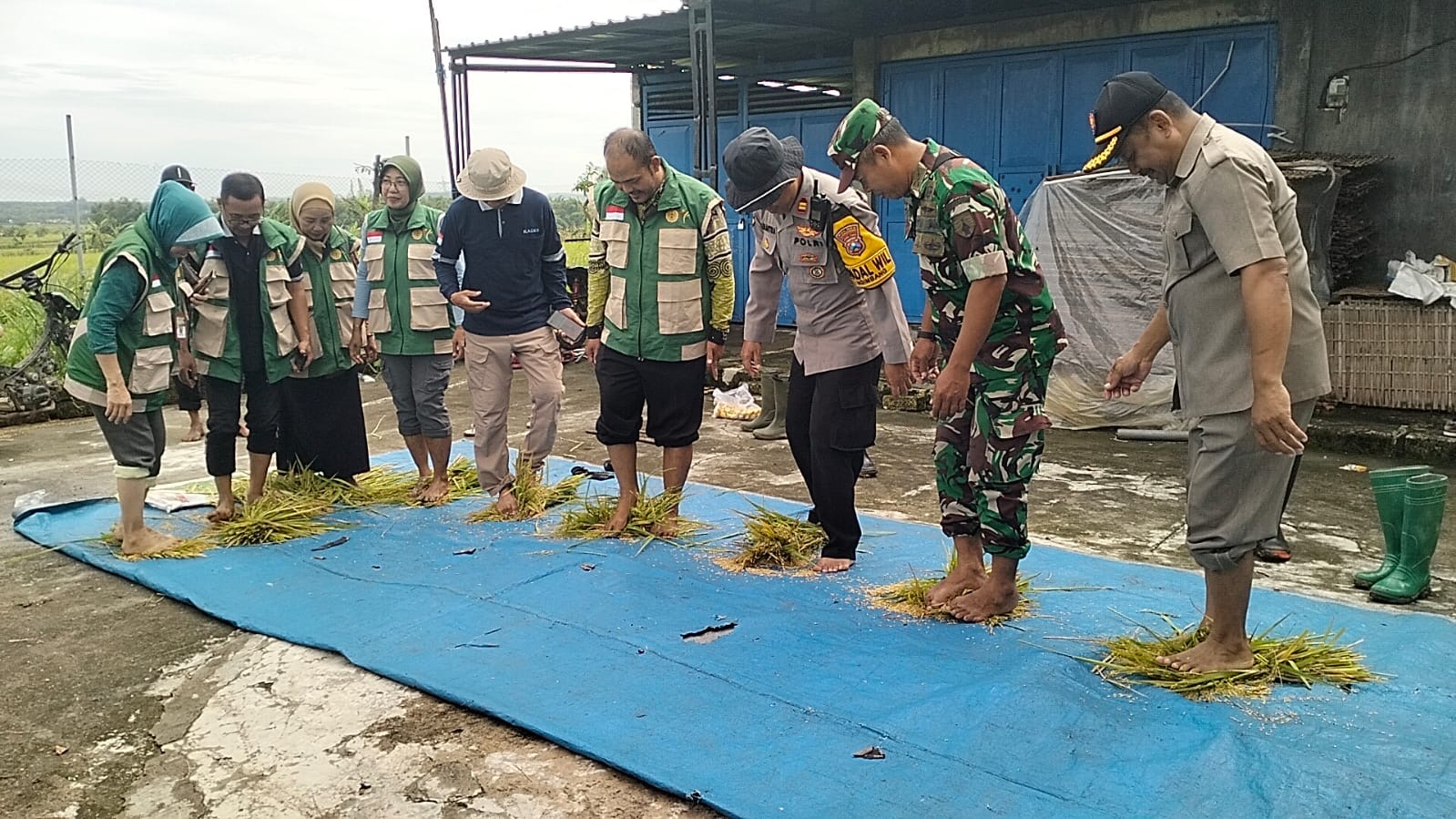 Danramil Ngimbang Pimpin Panen Raya Padi di Munungrejo