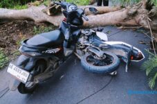 Pohon Tumbang Timpa 2 Motor di Ngawi, 2 Orang Luka 5 Pohon Tumbang Timpa 2 Motor di Ngawi, 2 Orang Luka