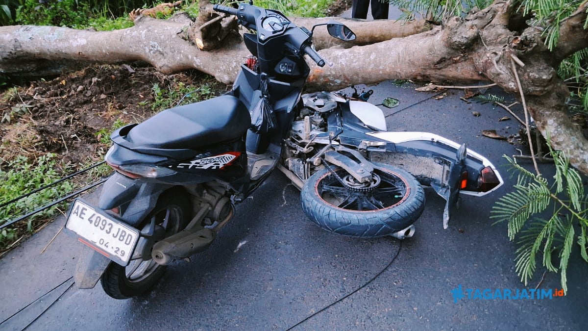 Pohon Tumbang Timpa 2 Motor di Ngawi, 2 Orang Luka