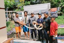 Damkar Sidoarjo Evakuasi Piton yang Mangsa Kucing Warga di Balongbendo 5 Damkar Sidoarjo Evakuasi Piton yang Mangsa Kucing Warga di Balongbendo