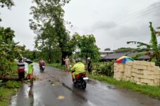 Hujan Deras Disertai Angin Tumbangkan Pohon di Lamongan 17 f24dba23 0881 4a84 b787 a3b72f4f88d4