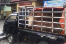 Dikejar Warga, Komplotan Pencuri Kabur, Tinggalkan Mobil Serta 2 Ekor Sapi Curian