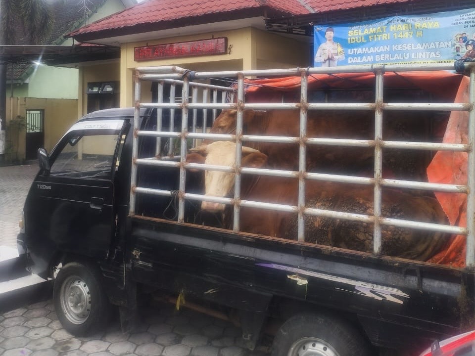 Dikejar Warga, Komplotan Pencuri Kabur, Tinggalkan Mobil Serta 2 Ekor Sapi Curian