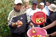 Lahan Menyusut Drastis, Pemkot Batu Genjot Penyelamatan Apel sebagai Ikon Daerah 6 Lahan Menyusut Drastis, Pemkot Batu Genjot Penyelamatan Apel sebagai Ikon Daerah
