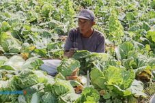 Alokasi Pupuk Subsidi Kota Batu Naik Jadi 1.054 Ton, Diharapkan Topang Produktivitas Petani 10 Alokasi Pupuk Subsidi Kota Batu Naik Jadi 1.054 Ton, Diharapkan Topang Produktivitas Petani