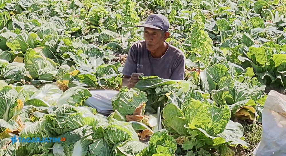 Alokasi Pupuk Subsidi Kota Batu Naik Jadi 1.054 Ton, Diharapkan Topang Produktivitas Petani