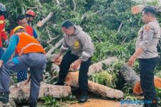 Pohon Tumbang Tutup Jalan di Paciran, Polisi Lakukan Evakuasi 8 Pohon Tumbang Tutup Jalan di Paciran, Polisi Lakukan Evakuasi
