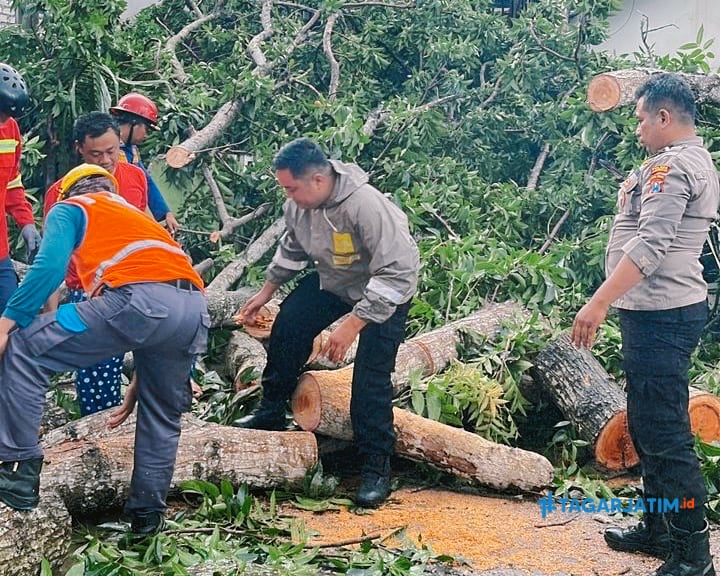 Pohon Tumbang Tutup Jalan di Paciran, Polisi Lakukan Evakuasi