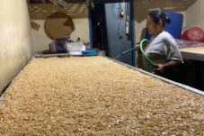Harga Kedelai Naik, Produsen Tempe di Kota Batu Terancam Gulung Tikar 6 Harga Kedelai Naik, Produsen Tempe di Kota Batu Terancam Gulung Tikar