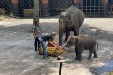 Ultah Bareng Hari Kartini, Diah Jadi Simbol Sukses Konservasi Gajah Sumatra di Batu