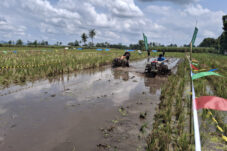 Unik, Petani di Malang Gelar Lomba Balap Traktor di Sawah