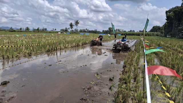 Unik, Petani di Malang Gelar Lomba Balap Traktor di Sawah