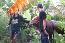 Patok Ikatan Putus, Sapi Kurban di Entalsewu Sidoarjo Masuk Sungai 19 0e589290 bb98 4195 ac66 441abcad8ca7