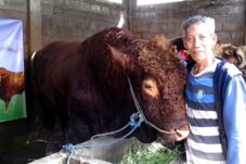 Sapi Kurban Bantuan Presiden untuk Warga Jabon Dibeli dari Peternak Porong