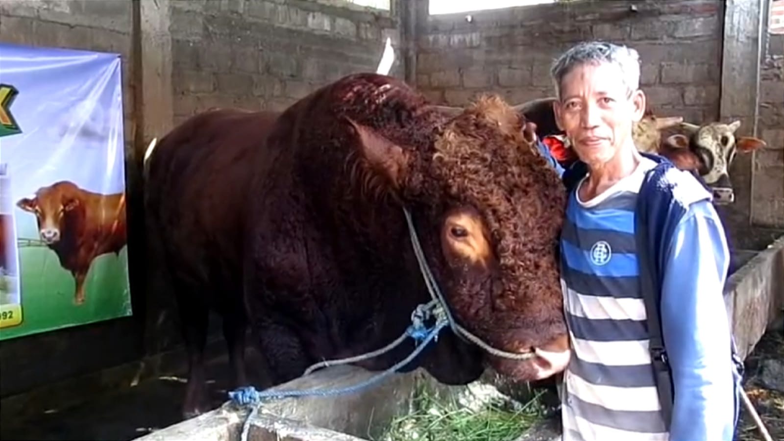 Sapi Kurban Bantuan Presiden untuk Warga Jabon Dibeli dari Peternak Porong