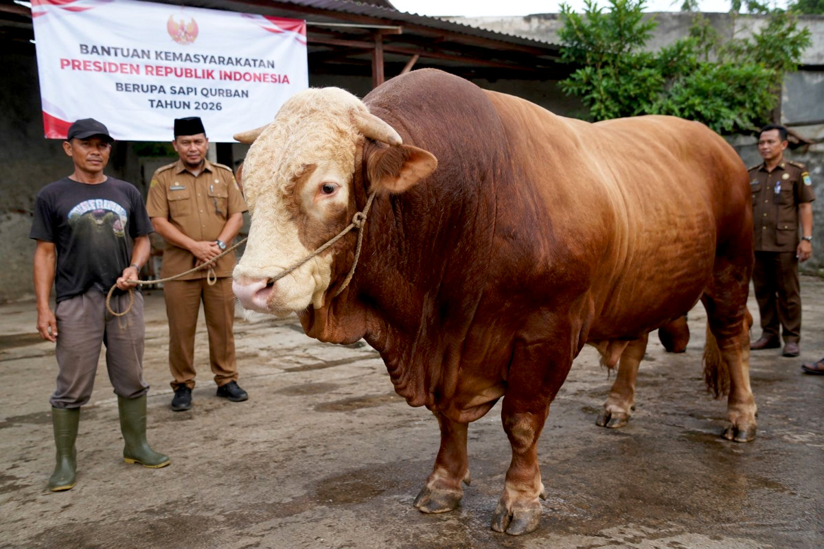 Sapi Jumbo Bobot 1,2 Ton Bantuan Presiden Prabowo Siap Meriahkan Idul Adha di Kota Batu 5 Sapi Jumbo Bobot 1,2 Ton Bantuan Presiden Prabowo Siap Meriahkan Idul Adha di Kota Batu