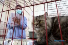 Hari Jadi Kota Surabaya, Pemkot Gelar Sterilisasi Kucing Gratis 2 Hari Jadi Kota Surabaya, Pemkot Gelar Sterilisasi Kucing Gratis