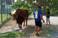 RPH Surabaya Perketat Pemeriksaan Hewan Kurban Jelang Idul Adha 2026 18 RPH Surabaya Perketat Pemeriksaan Hewan Kurban Jelang Idul Adha 2026