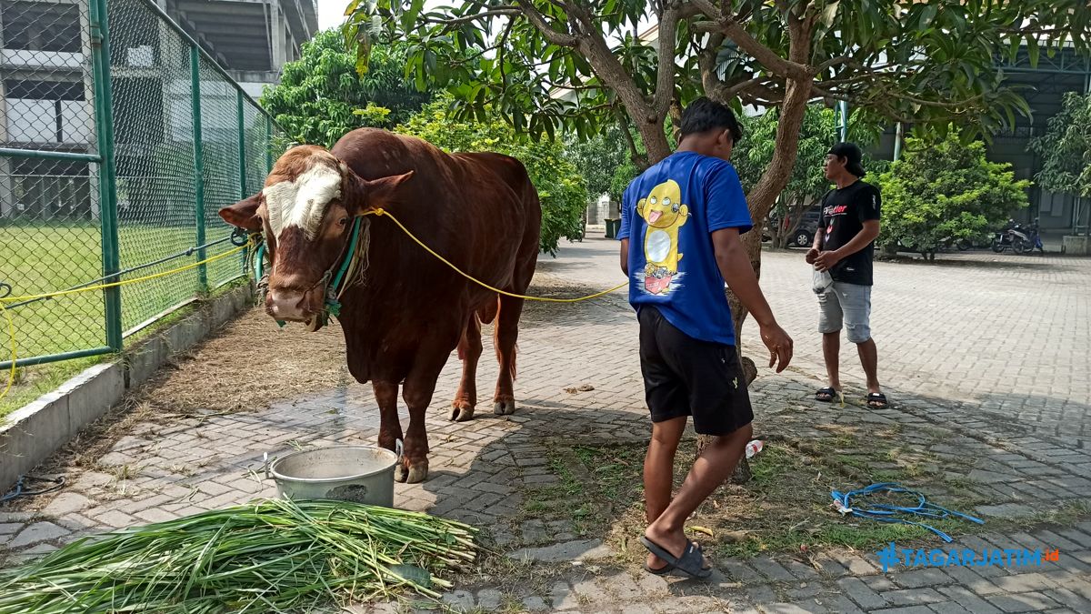 RPH Surabaya Perketat Pemeriksaan Hewan Kurban Jelang Idul Adha 2026