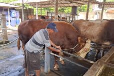Sadewo Jadi Sapi Jumbo Asal Blitar yang Dipilih Prabowo