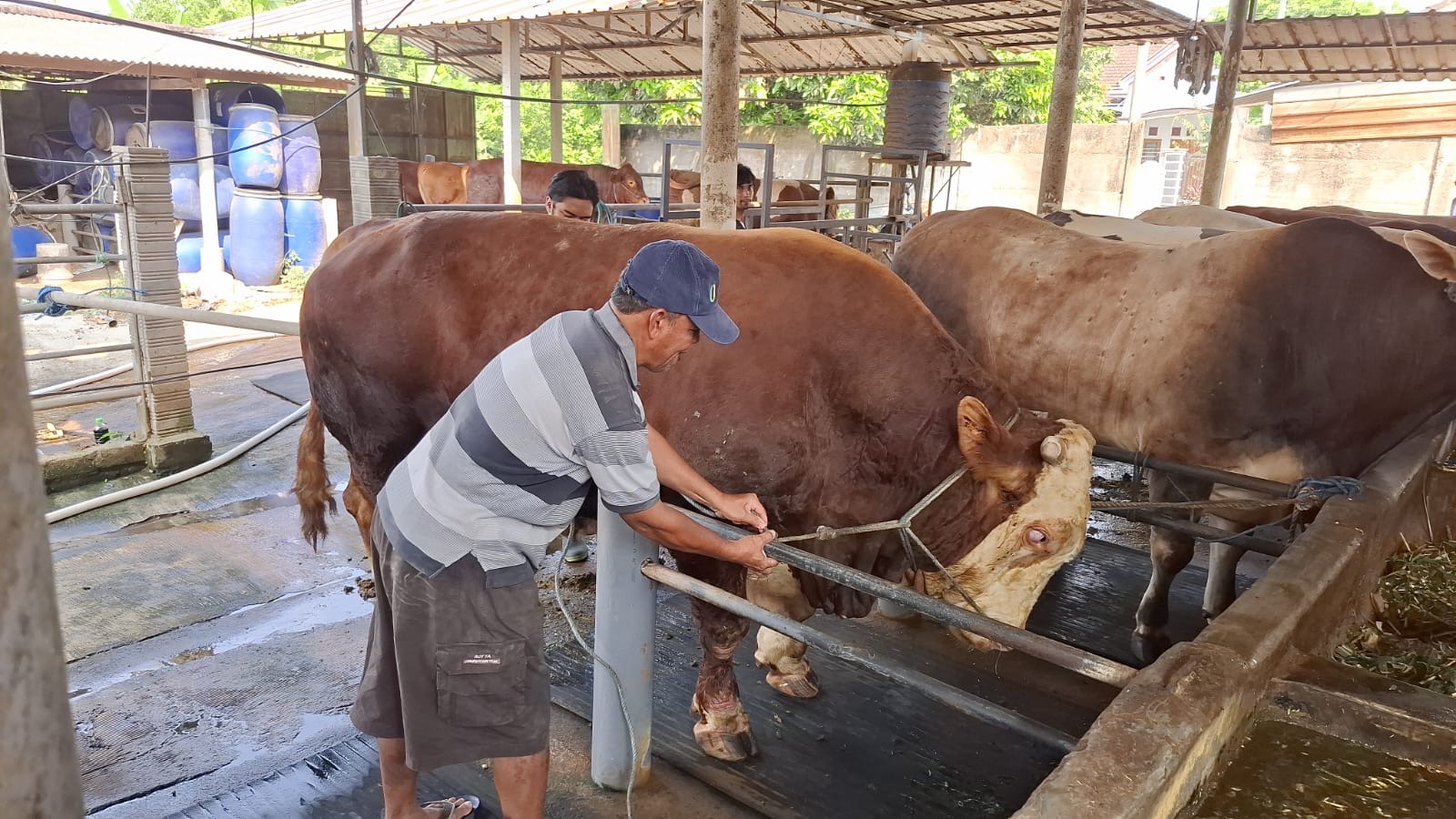 Sadewo Jadi Sapi Jumbo Asal Blitar yang Dipilih Prabowo