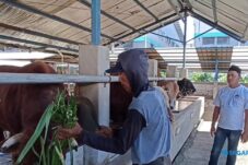 Idul Adha Membawa Berkah Bagi Peternak Sapi Jumbo di Ngawi 7 Idul Adha Membawa Berkah Bagi Peternak Sapi Jumbo di Ngawi