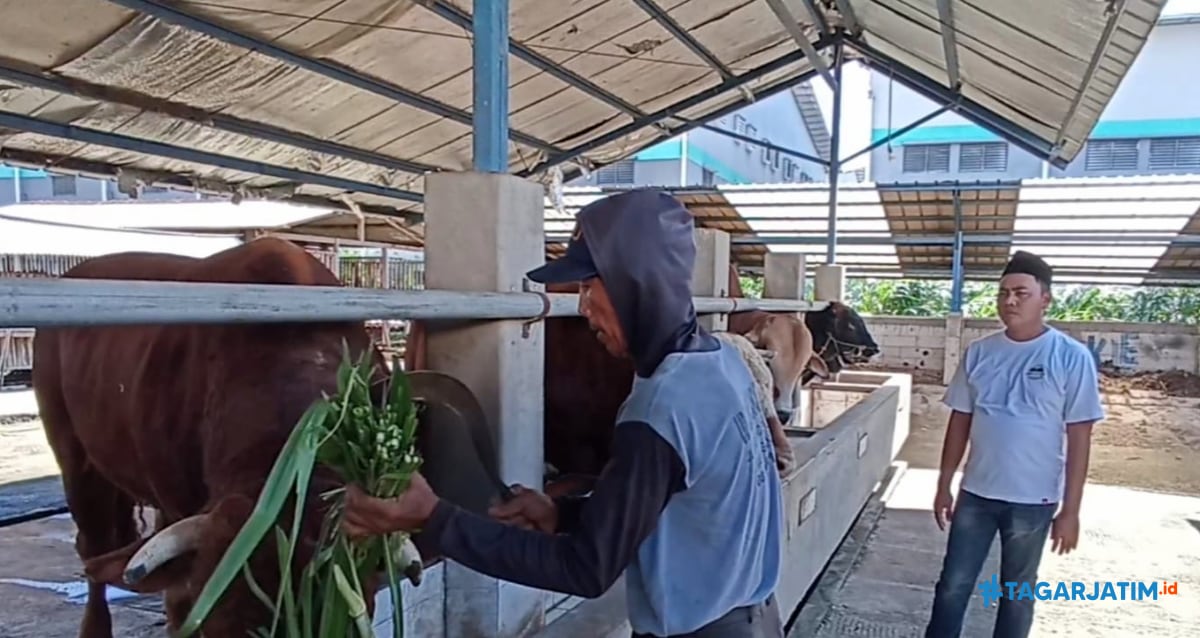 Idul Adha Membawa Berkah Bagi Peternak Sapi Jumbo di Ngawi