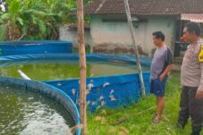 Bhabinkamtibmas Polsek Widodaren Ngawi Dampingi Budidaya Lele Warga Demi Ketahanan Pangan 10 Bhabinkamtibmas Polsek Widodaren Ngawi Dampingi Budidaya Lele Warga Demi Ketahanan Pangan