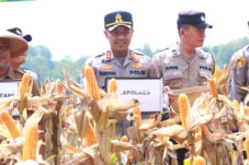 Polres Ngawi Panen Jagung Serentak Dukung Ketahanan Pangan Nasional