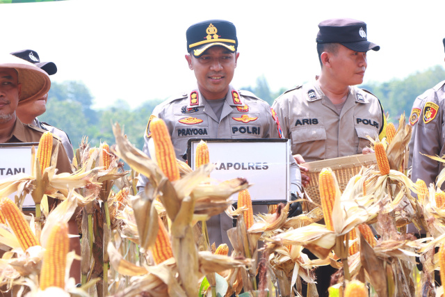 Polres Ngawi Panen Jagung Serentak Dukung Ketahanan Pangan Nasional 16 Polres Ngawi Panen Jagung Serentak Dukung Ketahanan Pangan Nasional