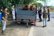 Jelang Idul Adha, Polisi dan Dinas Peternakan Perketat Pengawasan Ternak di Perbatasan Lamongan–Jombang 19 Jelang Idul Adha, Polisi dan Dinas Peternakan Perketat Pengawasan Ternak di Perbatasan Lamongan–Jombang