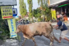 Diduga Stres, Sapi Simental Ngamuk di Lamongan, Nyaris Masuk Salon Kecantikan 1 Diduga Stres, Sapi Simental Ngamuk di Lamongan, Nyaris Masuk Salon Kecantikan