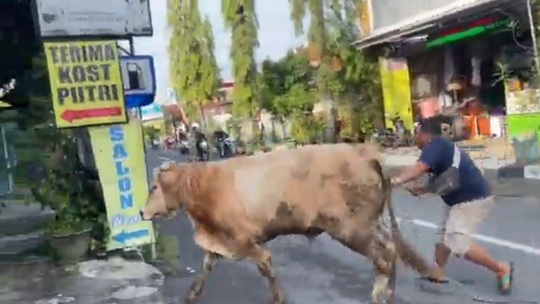 Diduga Stres, Sapi Simental Ngamuk di Lamongan, Nyaris Masuk Salon Kecantikan