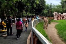 Kota Batu Diserbu Wisatawan Saat Libur Panjang, JTP hingga Selecta Penuh Pengunjung