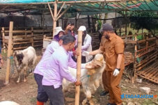 Kambing Kurban di Kota Batu Disuntik Vitamin dan Dicek Ketat Jelang Idul Adha