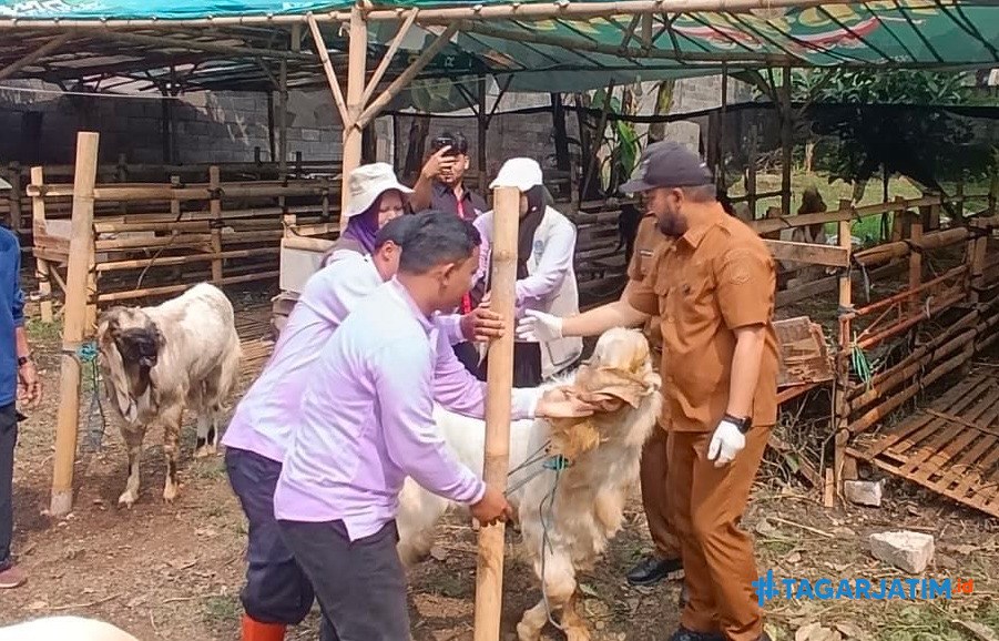 Kambing Kurban di Kota Batu Disuntik Vitamin dan Dicek Ketat Jelang Idul Adha 7 Kambing Kurban di Kota Batu Disuntik Vitamin dan Dicek Ketat Jelang Idul Adha