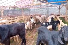 Pedagang Kambing Kurban Mulai Ramai di Kota Batu, Harga Tembus Rp8 Juta per Ekor 1 Pedagang Kambing Kurban Mulai Ramai di Kota Batu, Harga Tembus Rp8 Juta per Ekor