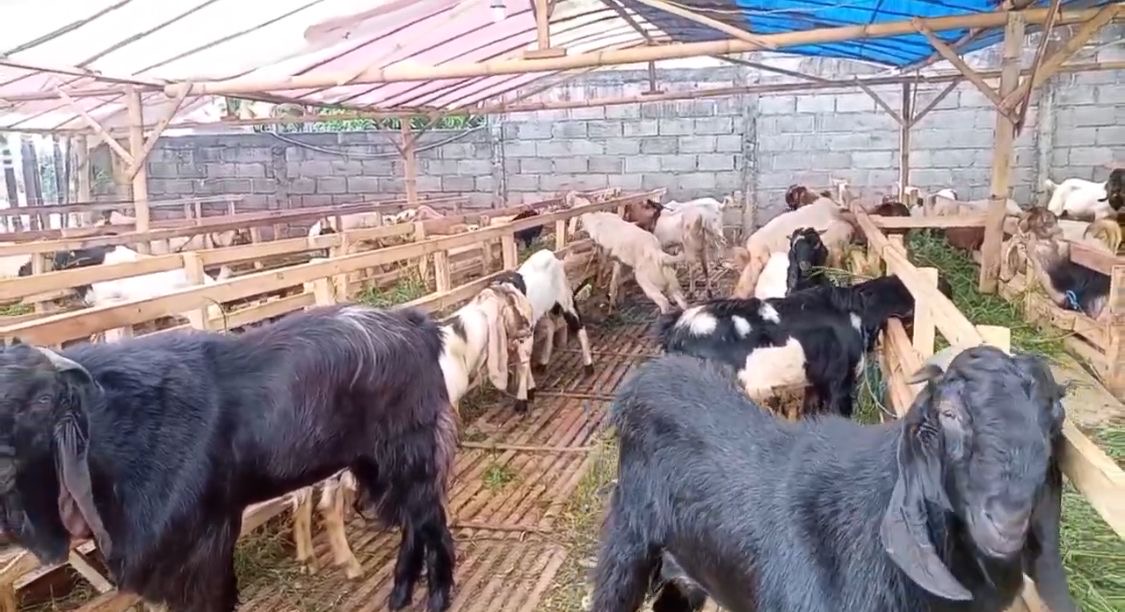 Pedagang Kambing Kurban Mulai Ramai di Kota Batu, Harga Tembus Rp8 Juta per Ekor