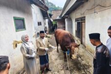 Daging Sapi Kurban Prabowo di Kota Batu Lebihi Jumlah KK 12 d745db73 9c44 4e3c 8c60 a2d223f15582