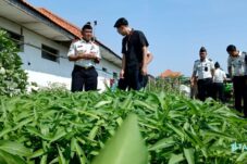 Dukung Program MBG, Lapas Lamongan Suplai Selada Hidroponik ke SPPG Keduyung 3 Dukung Program MBG, Lapas Lamongan Suplai Selada Hidroponik ke SPPG Keduyung