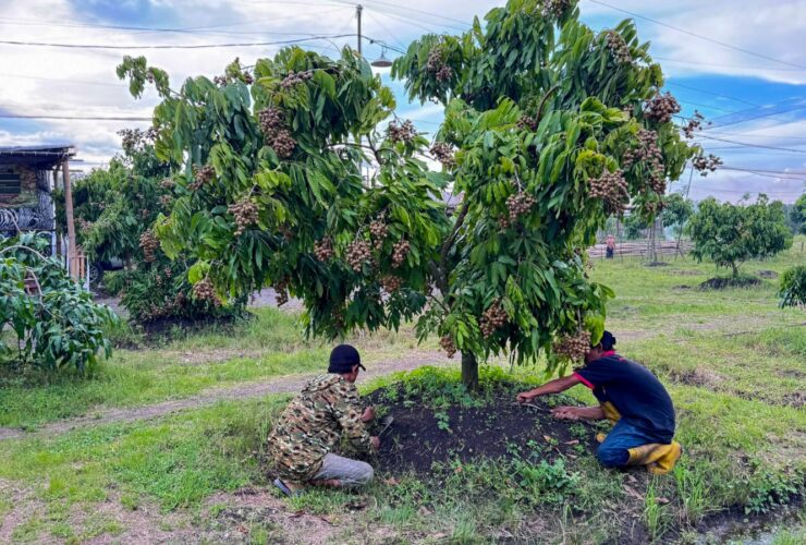 Menggantung Akar Kelengkeng di Atas Lahan Basah Sidoarjo 5 Menggantung Akar Kelengkeng di Atas Lahan Basah Sidoarjo