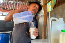 Rupiah Melemah, Produsen Susu Kambing Etawa di Kota Batu Tetap Bangkit 7 IMG 20260610 235054