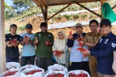 Sinergi BUMDesa Mitra Sukses Gemilang, Desa Tawangagung Gelar Panen Raya Cabai Besar 13 73e09201 1a94 41e8 b0f4 5d43855ea1de