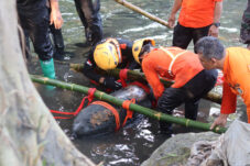 Bom Udara Peninggalan PD ll, Ditemukan di Aliran Sungai Kota Blitar 17 IMG 20260709 203725
